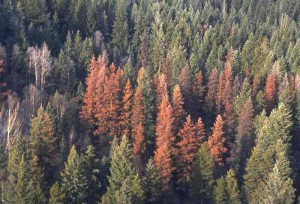 “Heads Up” In Colorado Forests This Fall
