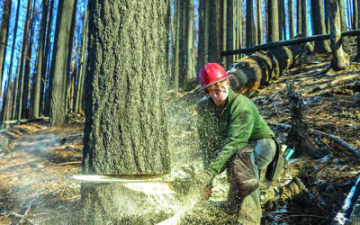 Oregon Loggers Cause Tiny Fraction Of Fires