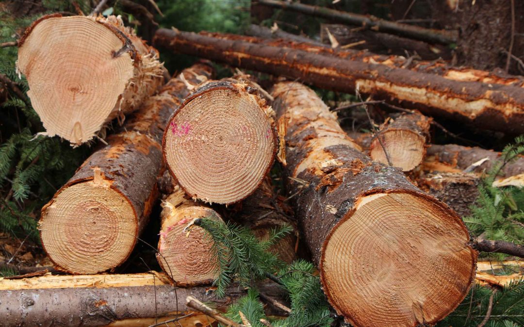 Oregon Timber Agreement Said To Be Historic