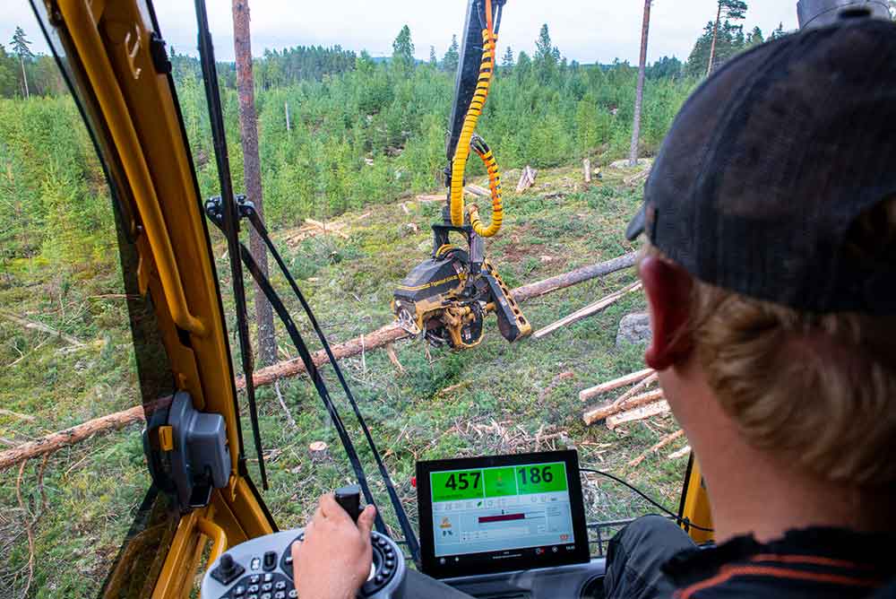 home-timber-harvesting