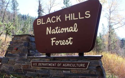 Industry Wins Black Hills Appeal of Reduced Harvest