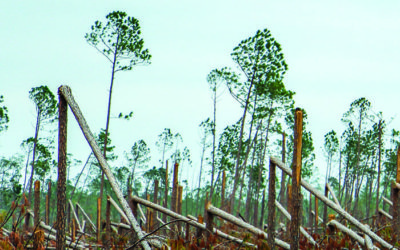 Loggers React To Disaster In Florida: ‘Pray For The Best, Prepare For The Worst’