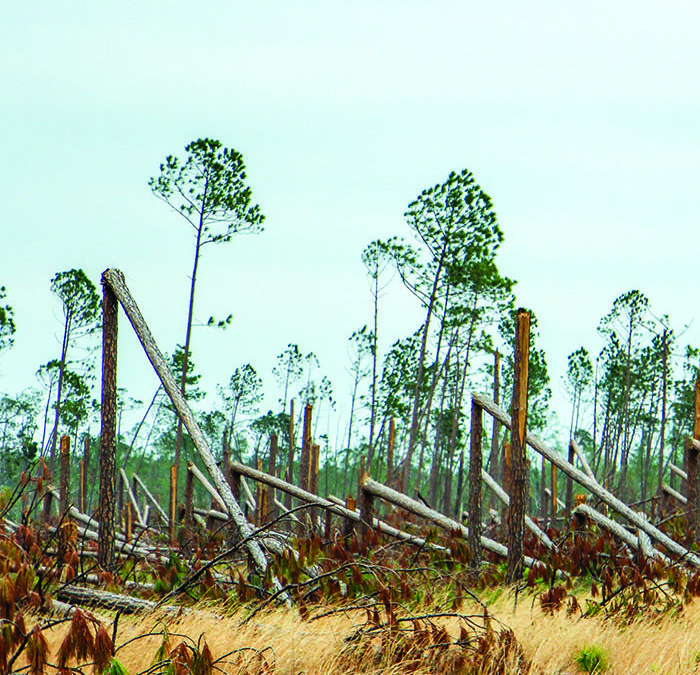 Loggers React To Disaster In Florida: ‘Pray For The Best, Prepare For The Worst’