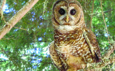 Spotted Owl Back In Court