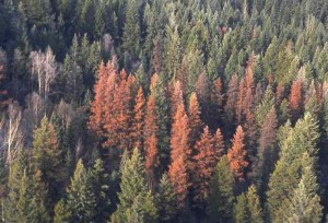 “Heads Up” In Colorado Forests This Fall
