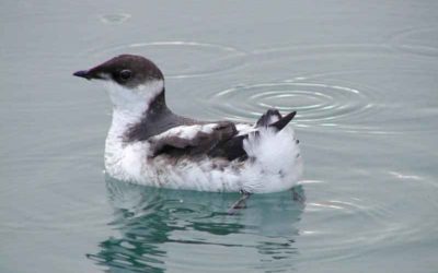 Murrelets Halt Oregon Logging