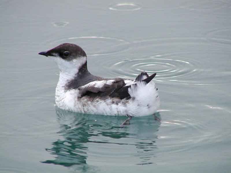Murrelets Halt Oregon Logging