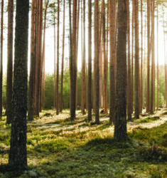 Great Lakes Mass Timber Collaborative Awarded Wood Innovation Grant 